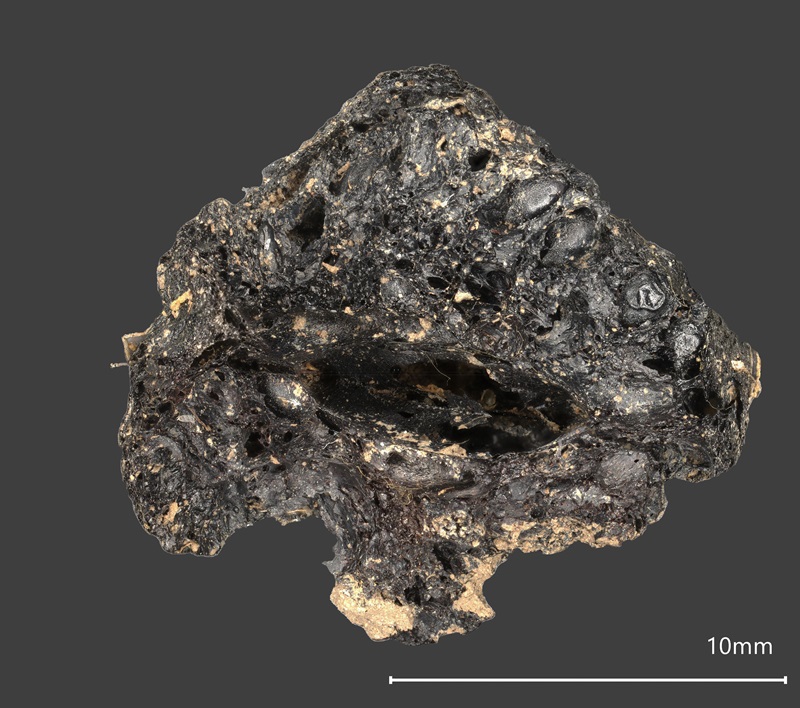 The charred fig from Drumanagh (image by Ruth Pelling; photographed using AHRC-funded Keyence VHX7000 3-D digital microscope at x 30 magnification, AHRC Award AH/V011758/1)